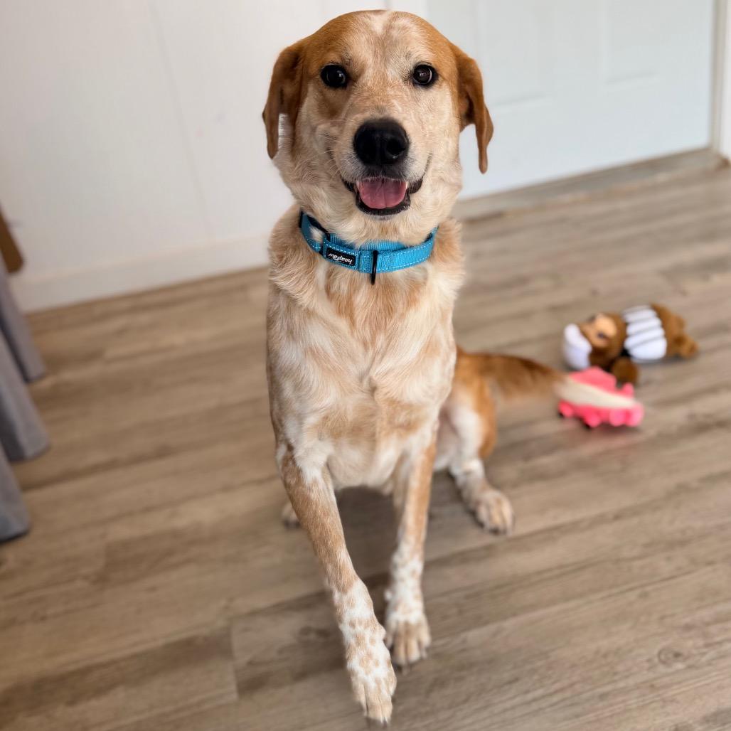 Shyler, Adoptable, Adult Male Australian Shepherd & Labrador Retriever.