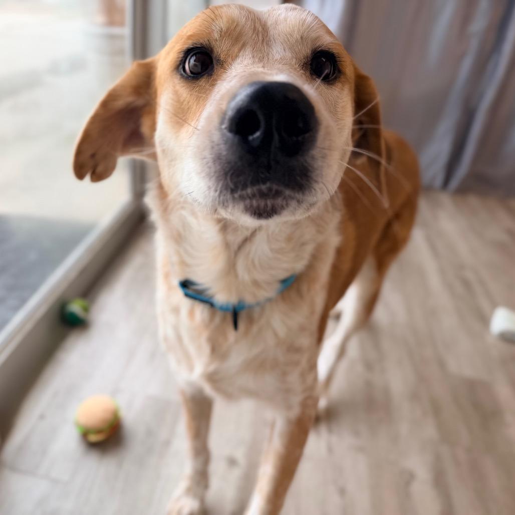 Enlarge Shyler, a Adoptable mixed breed in Green Bay, WI image 2/6