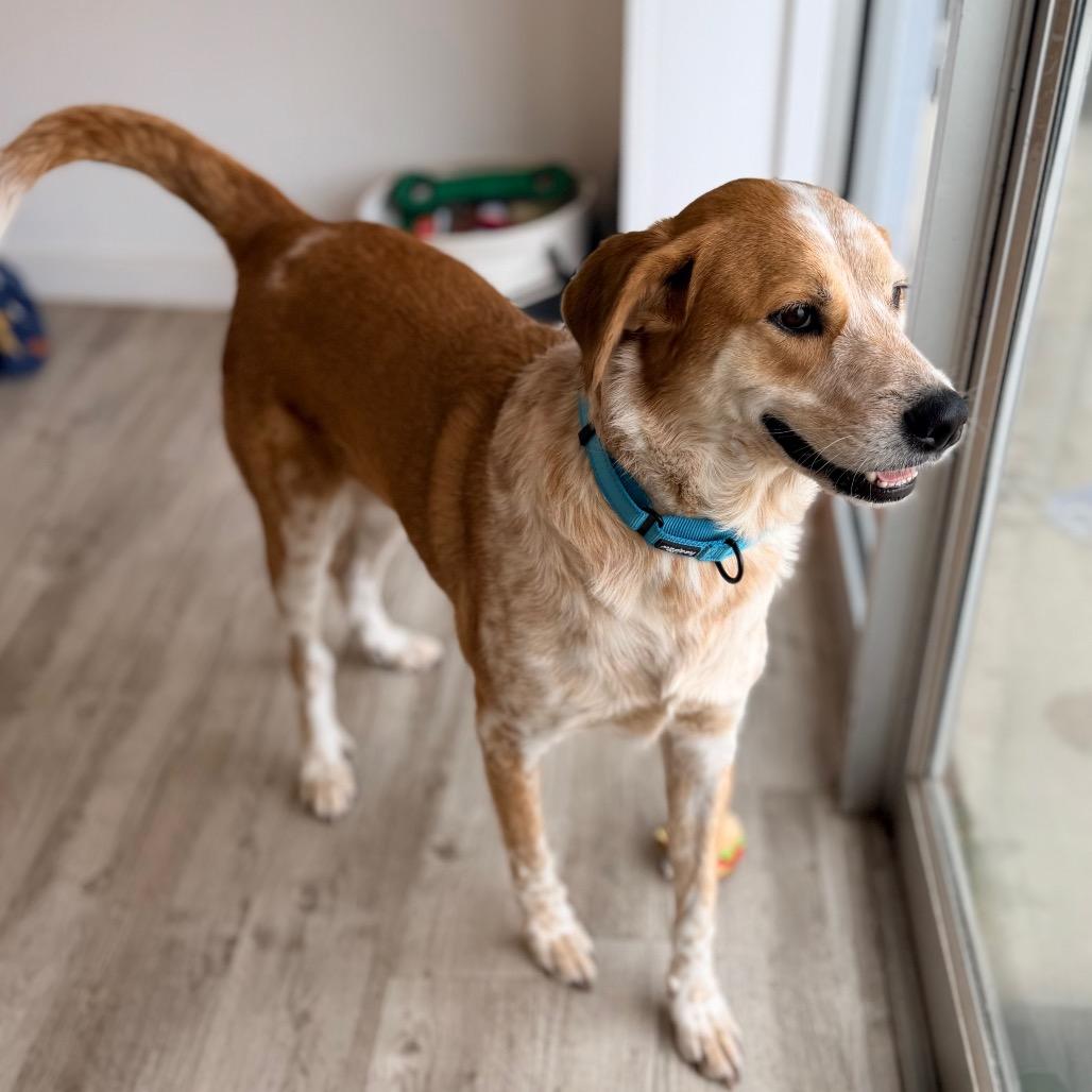 Enlarge Shyler, a Adoptable mixed breed in Green Bay, WI image 3/6