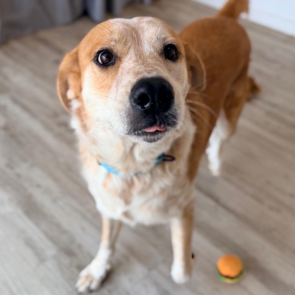 Enlarge Shyler, a Adoptable mixed breed in Green Bay, WI image 4/6