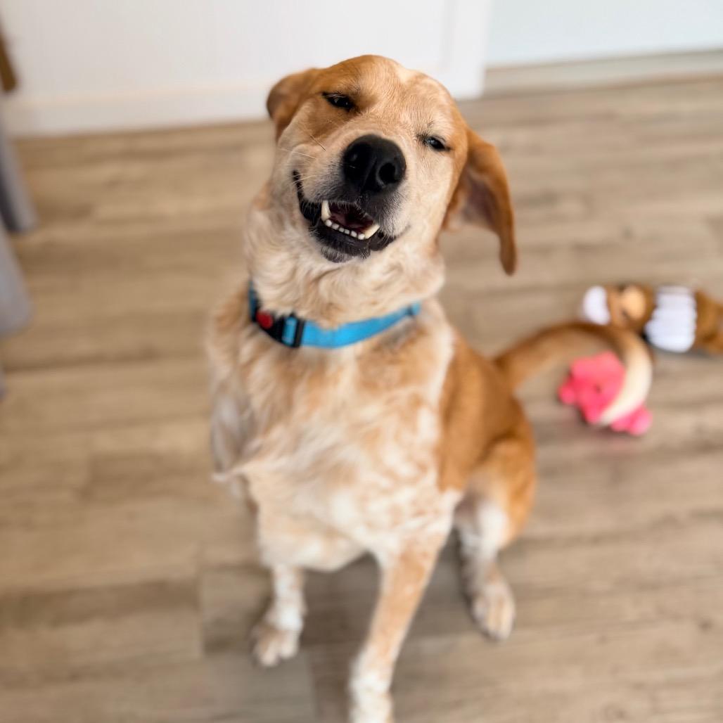 Enlarge Shyler, a Adoptable mixed breed in Green Bay, WI image 5/6