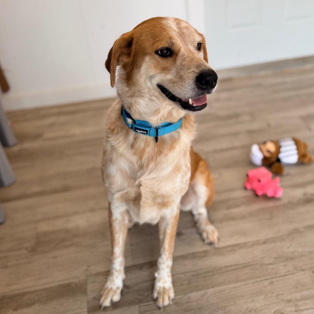 Enlarge Shyler, a Adoptable mixed breed in Green Bay, WI image 6/6