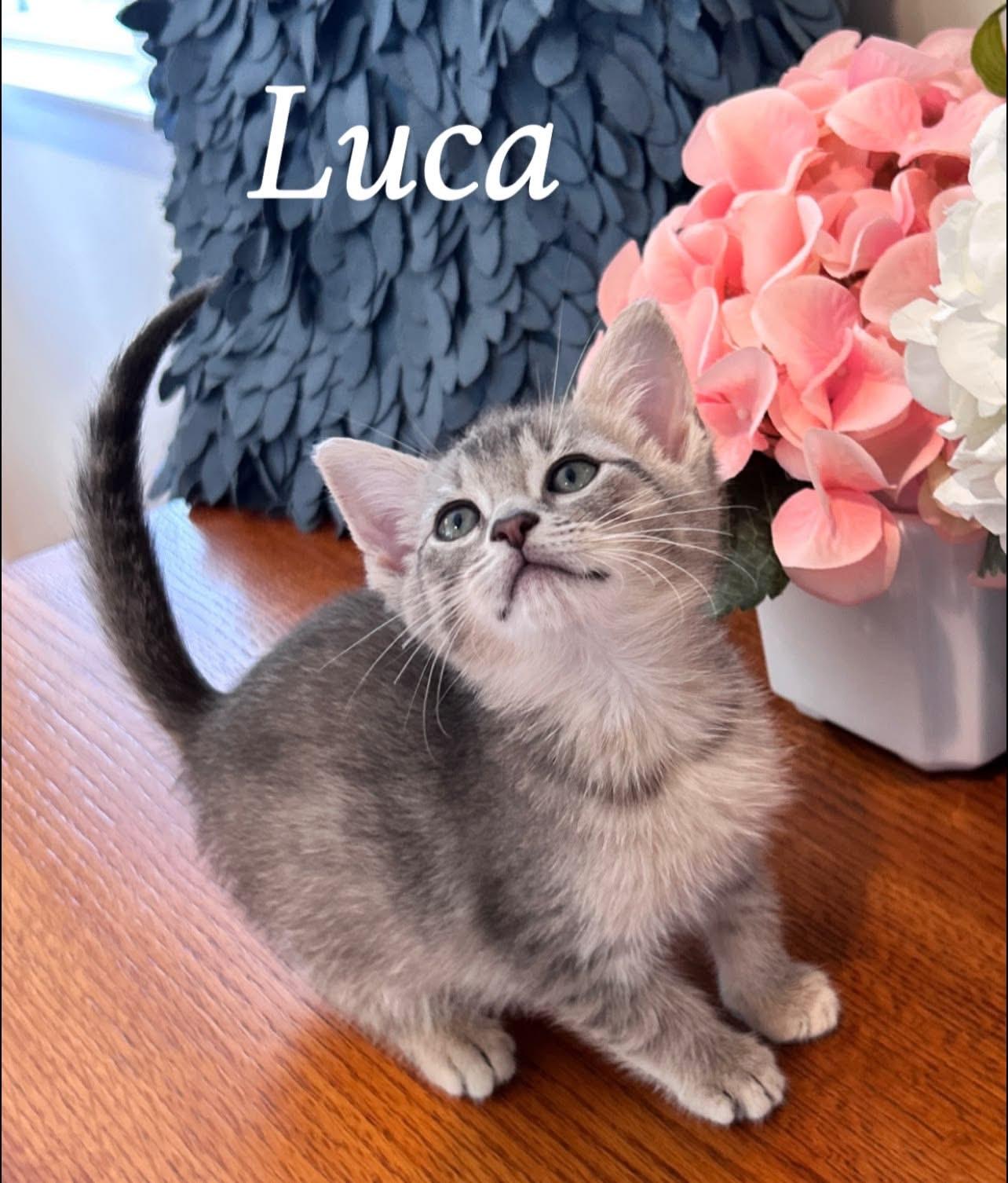 Enlarge Luca, an adopted Tabby in Saginaw, MI image 1/3
