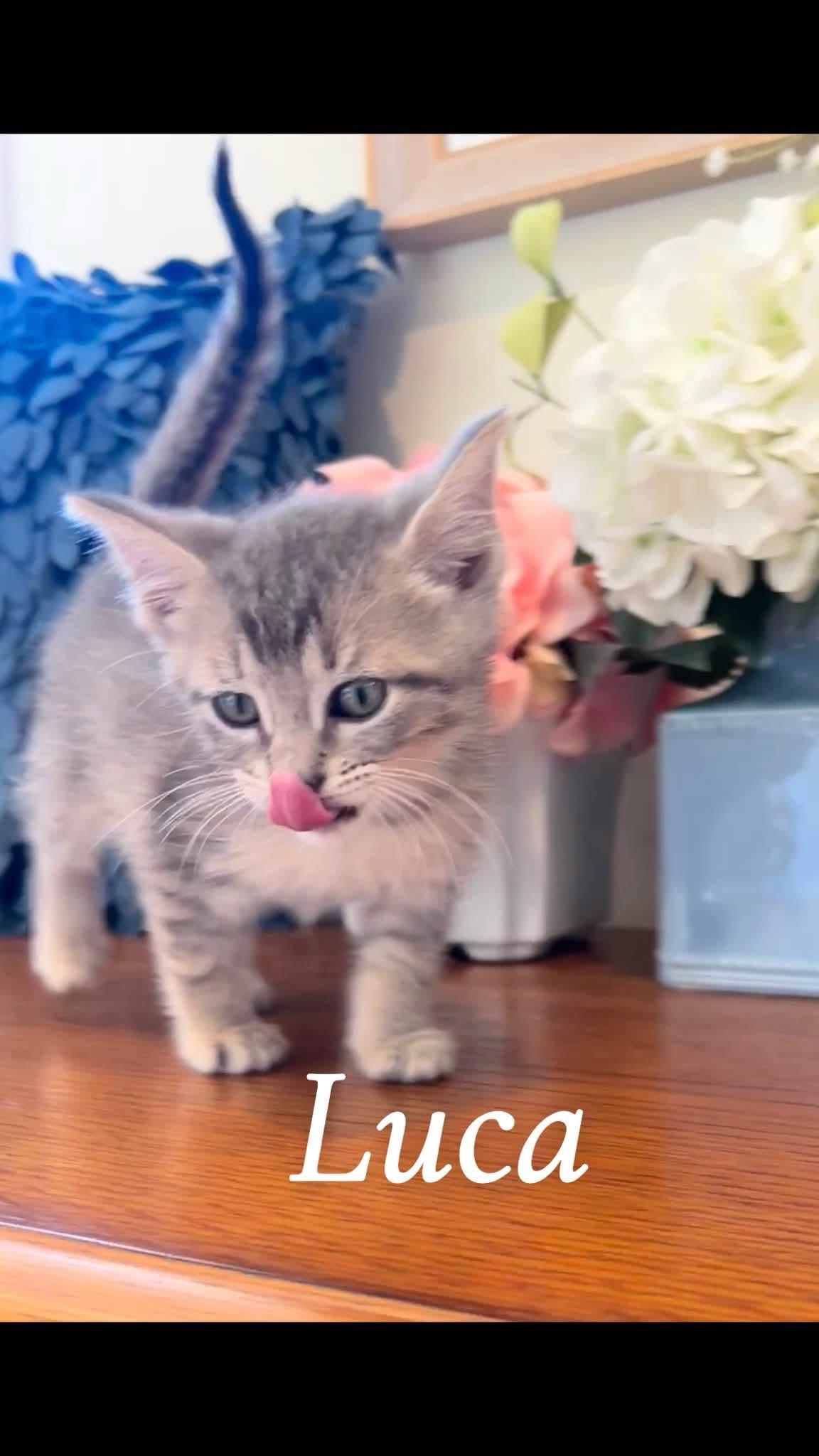 Enlarge Luca, an adopted Tabby in Saginaw, MI image 2/3