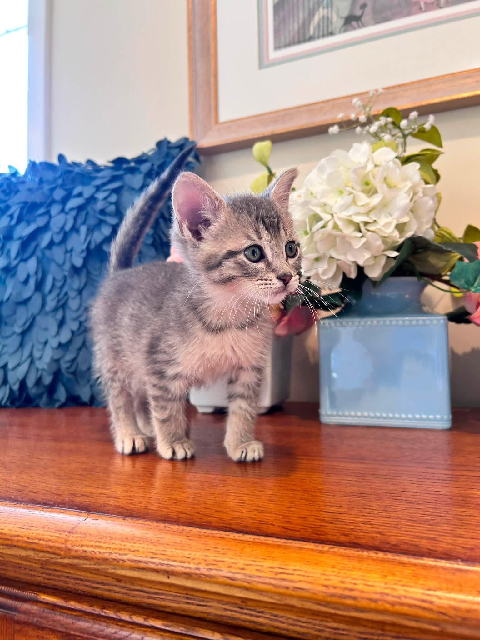Enlarge Luca, an adopted Tabby in Saginaw, MI image 3/3