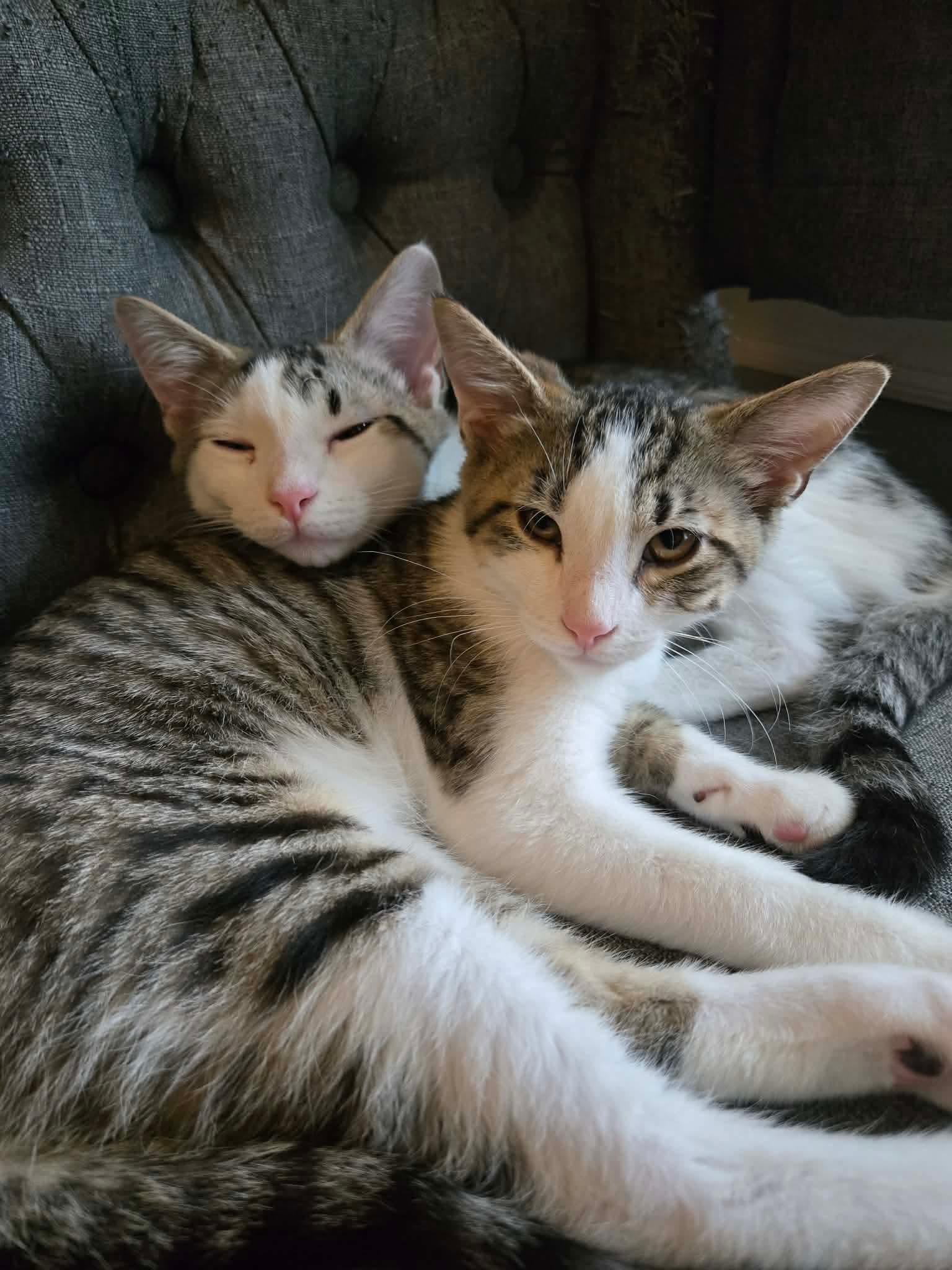 Enlarge Pabst & Corona, a Adoptable Domestic Short Hair in Freemansburg, PA image 3/3