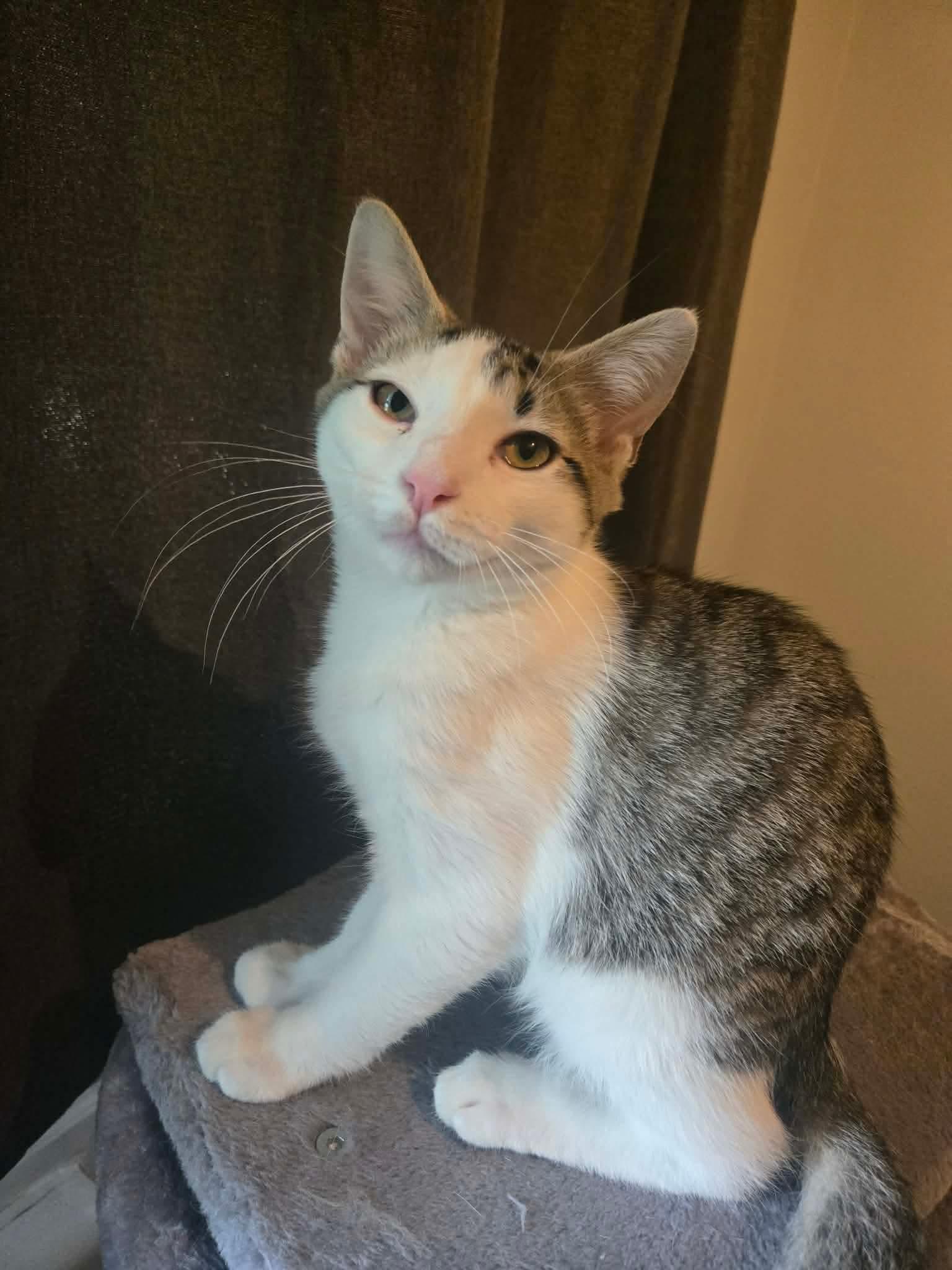 Pabst & Corona, Adoptable, Kitten Male Domestic Short Hair.