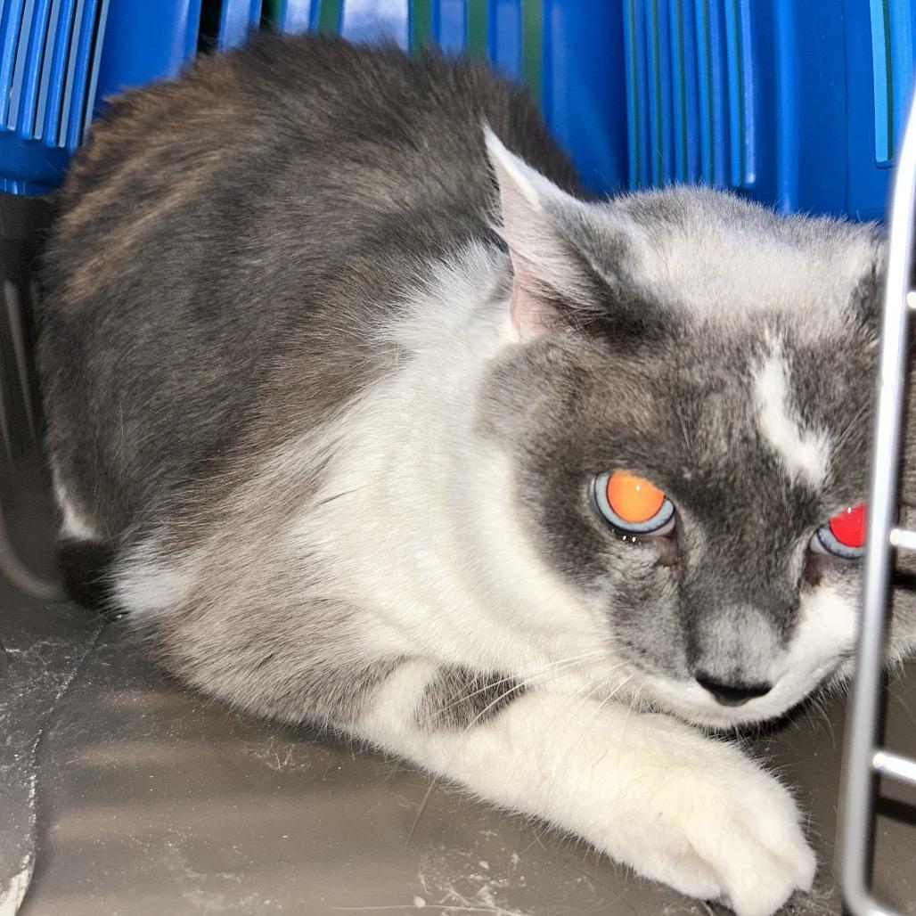 Calder, Adoptable, Adult Male Domestic Short Hair.