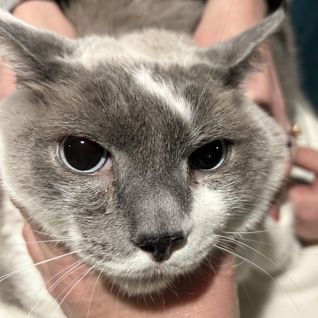 Enlarge Calder, a Adoptable Domestic Short Hair in Irwin, PA image 2/2