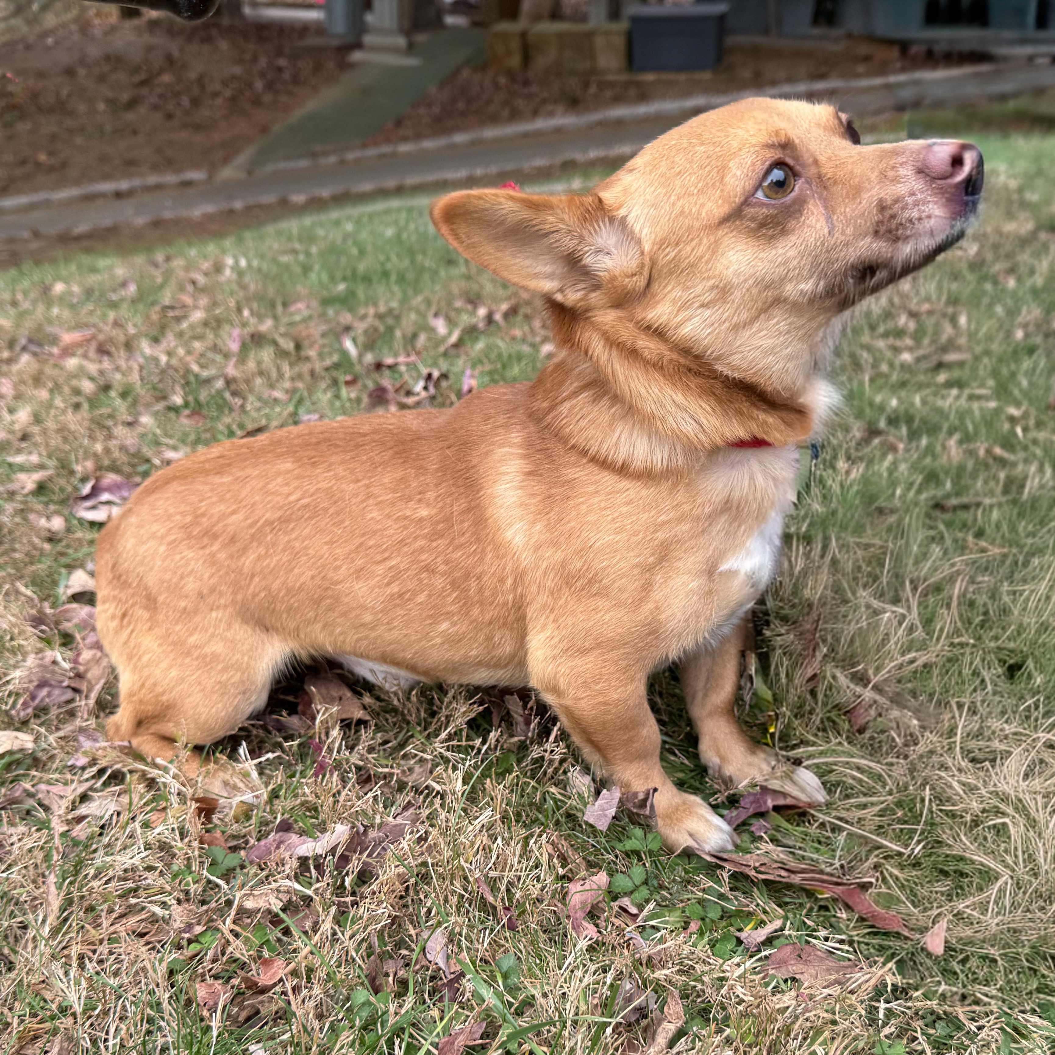 Scrappy, a Adoptable mixed breed in Latrobe, PA image 1/3