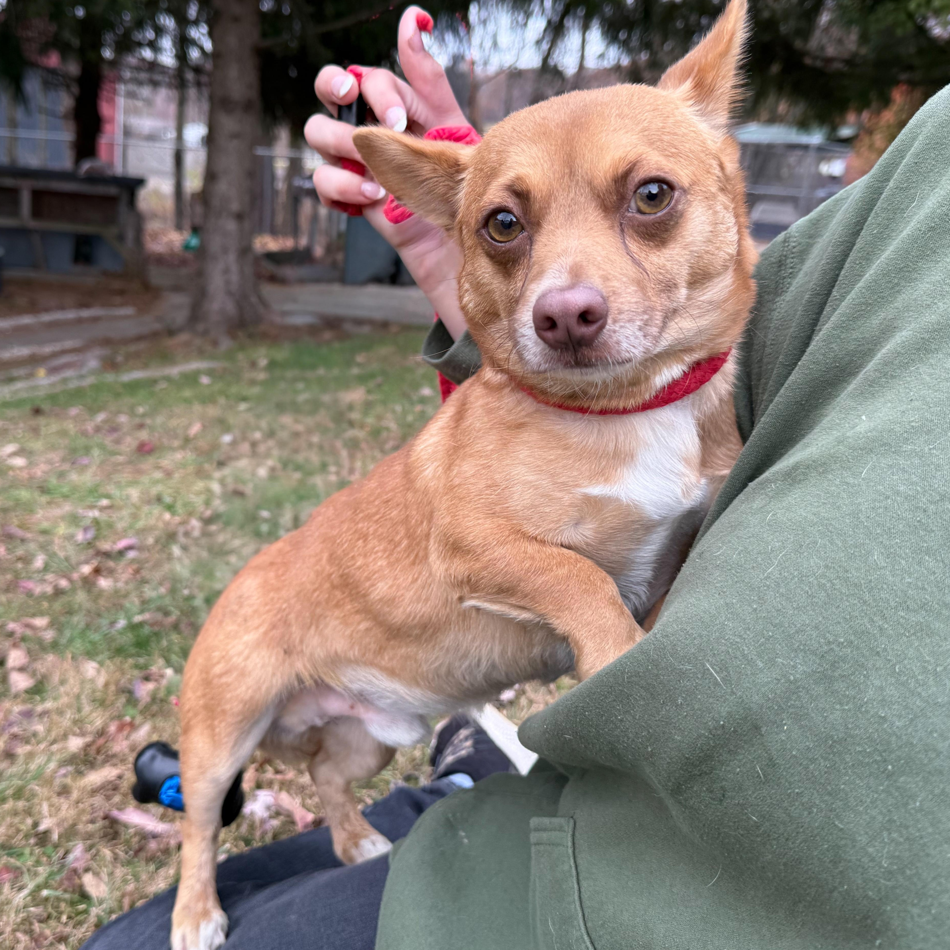 Scrappy, a Adoptable mixed breed in Latrobe, PA image 3/3