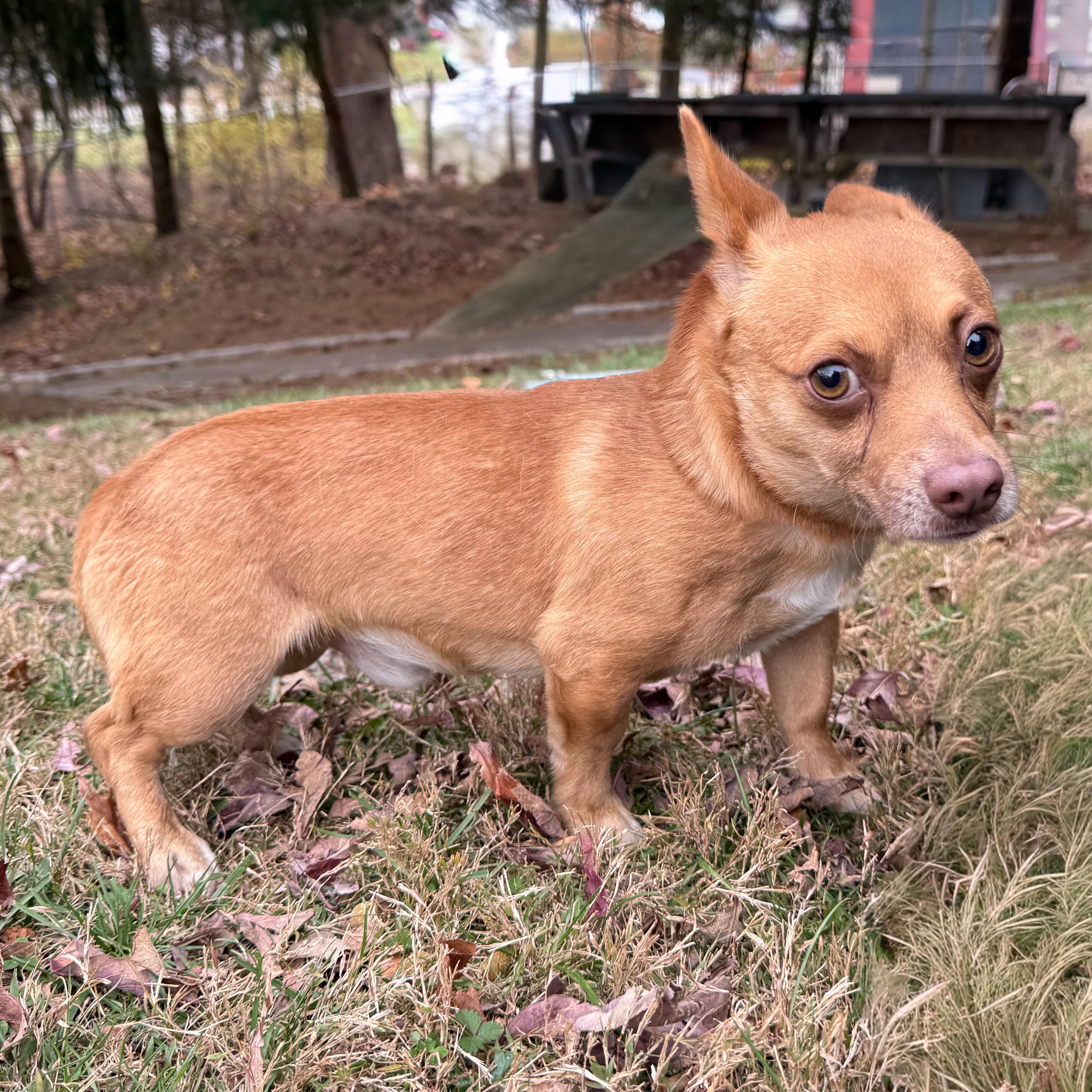 Scrappy, a Adoptable mixed breed in Latrobe, PA image 2/3