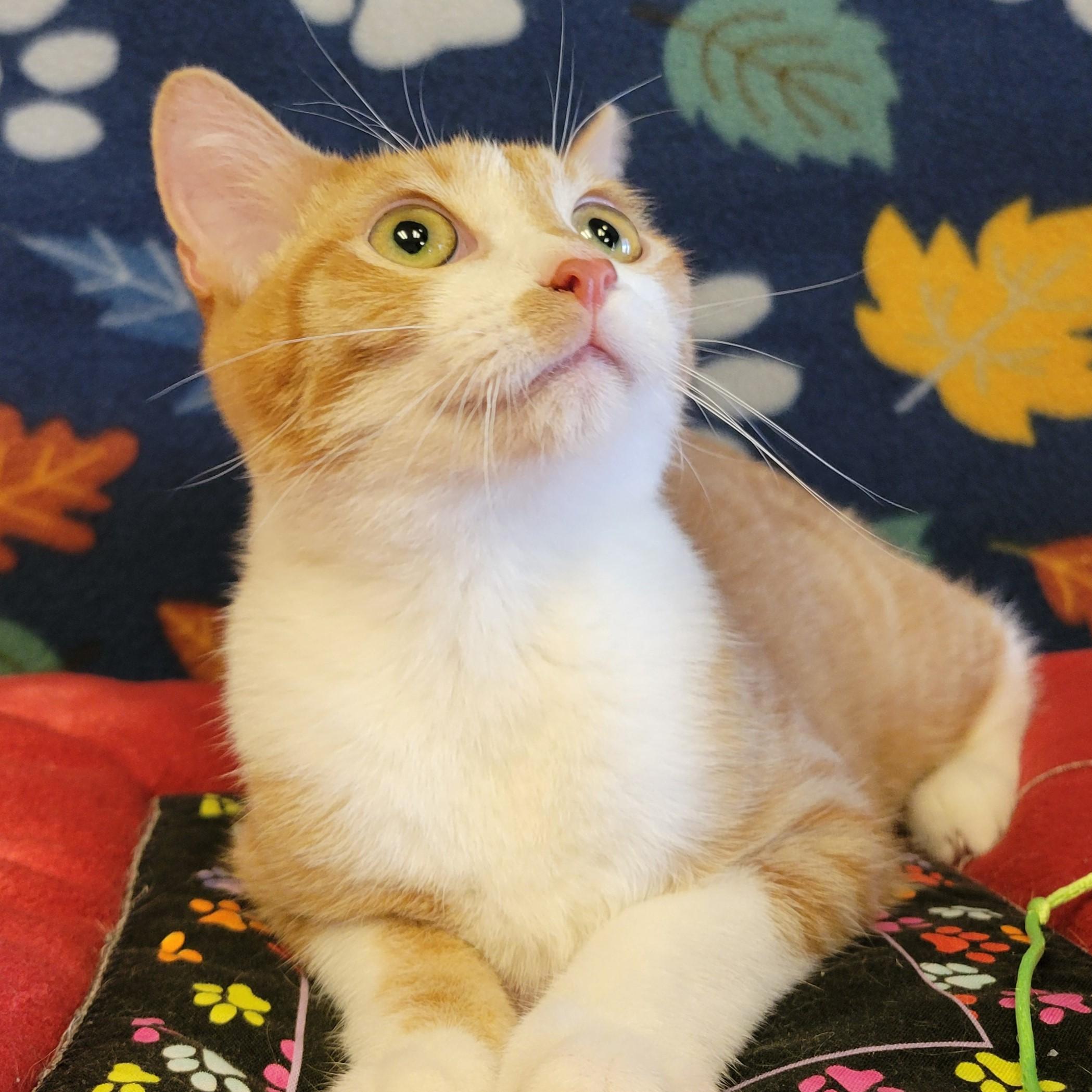 Enlarge Fuego, a Adoptable mixed breed in ALPINE, TX image 2/6