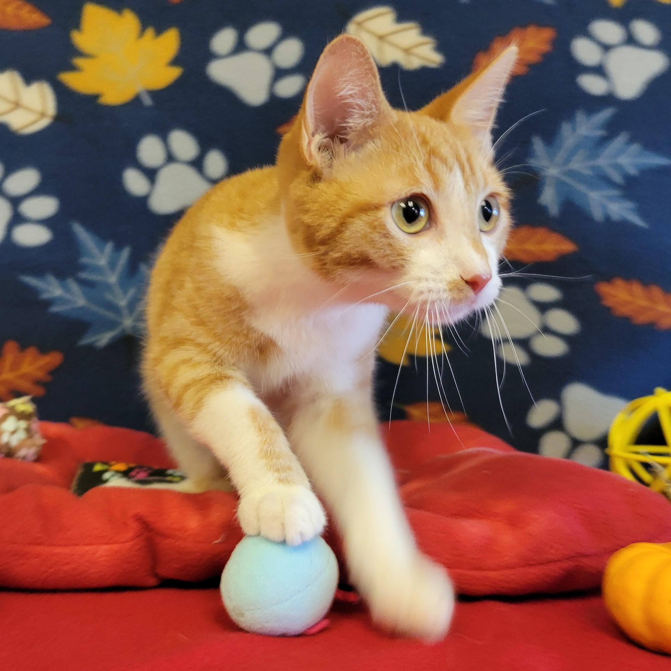 Enlarge Fuego, a Adoptable mixed breed in ALPINE, TX image 4/6