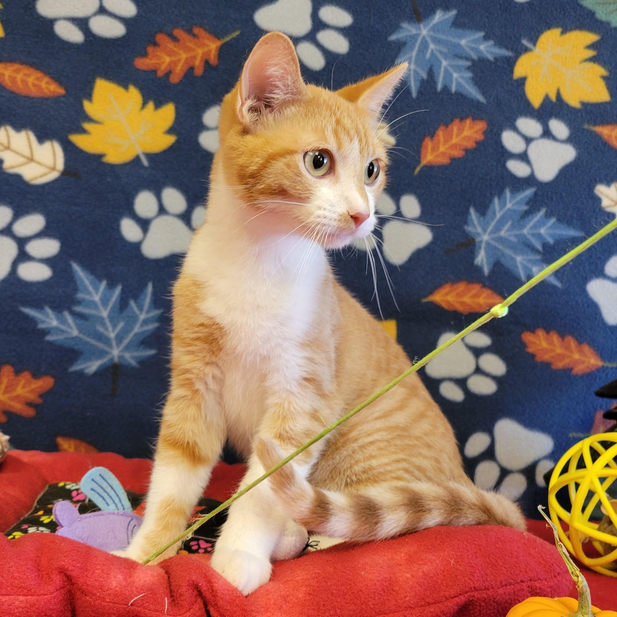 Enlarge Fuego, a Adoptable mixed breed in ALPINE, TX image 3/6