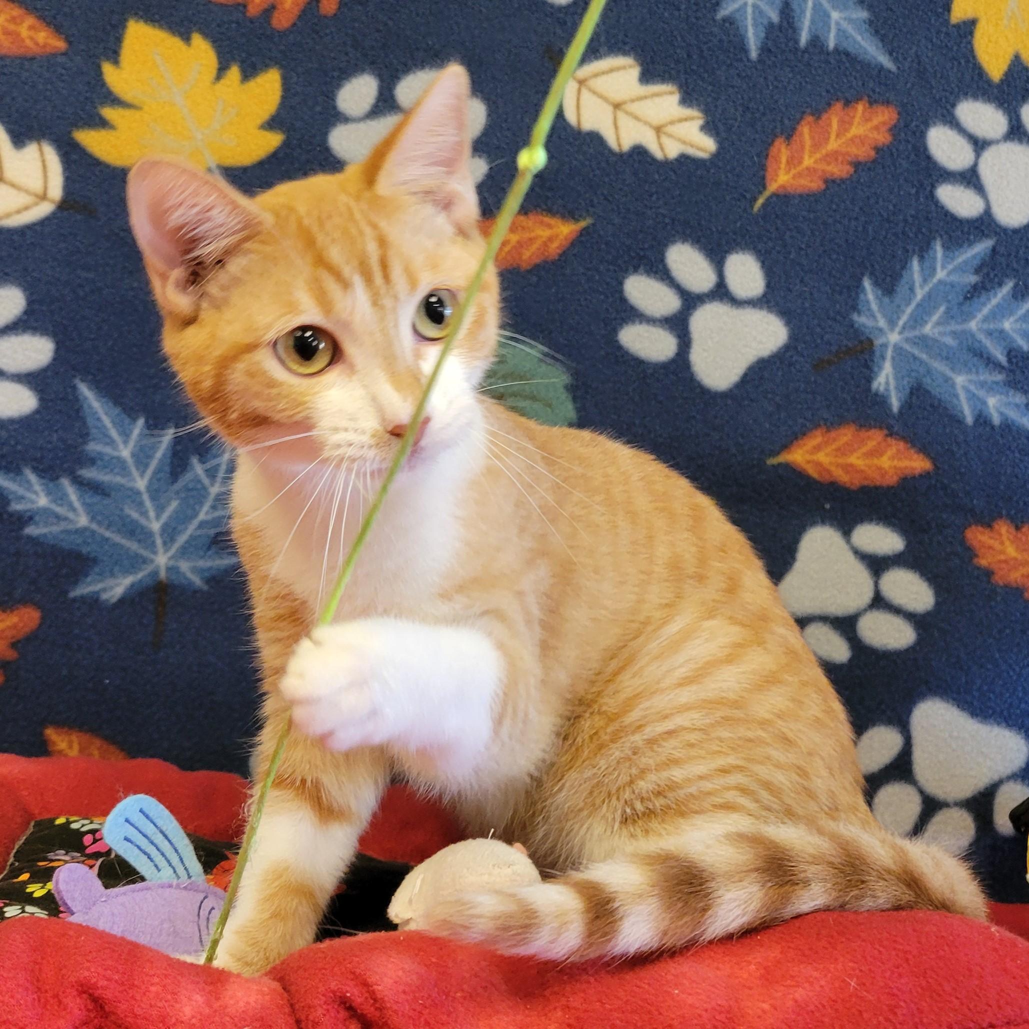 Fuego, Adoptable, Young Male Domestic Short Hair.