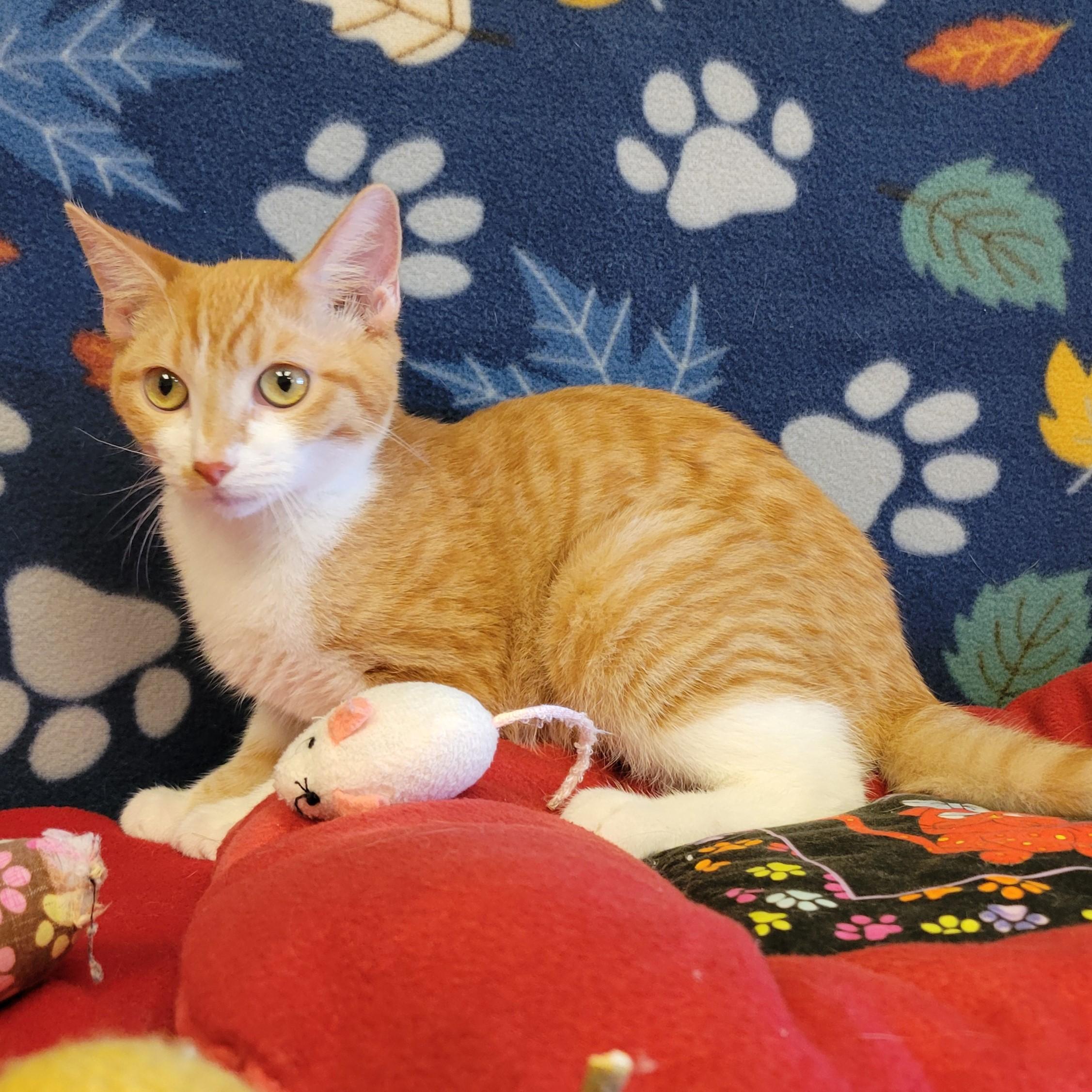 Enlarge Fuego, a Adoptable mixed breed in ALPINE, TX image 5/6