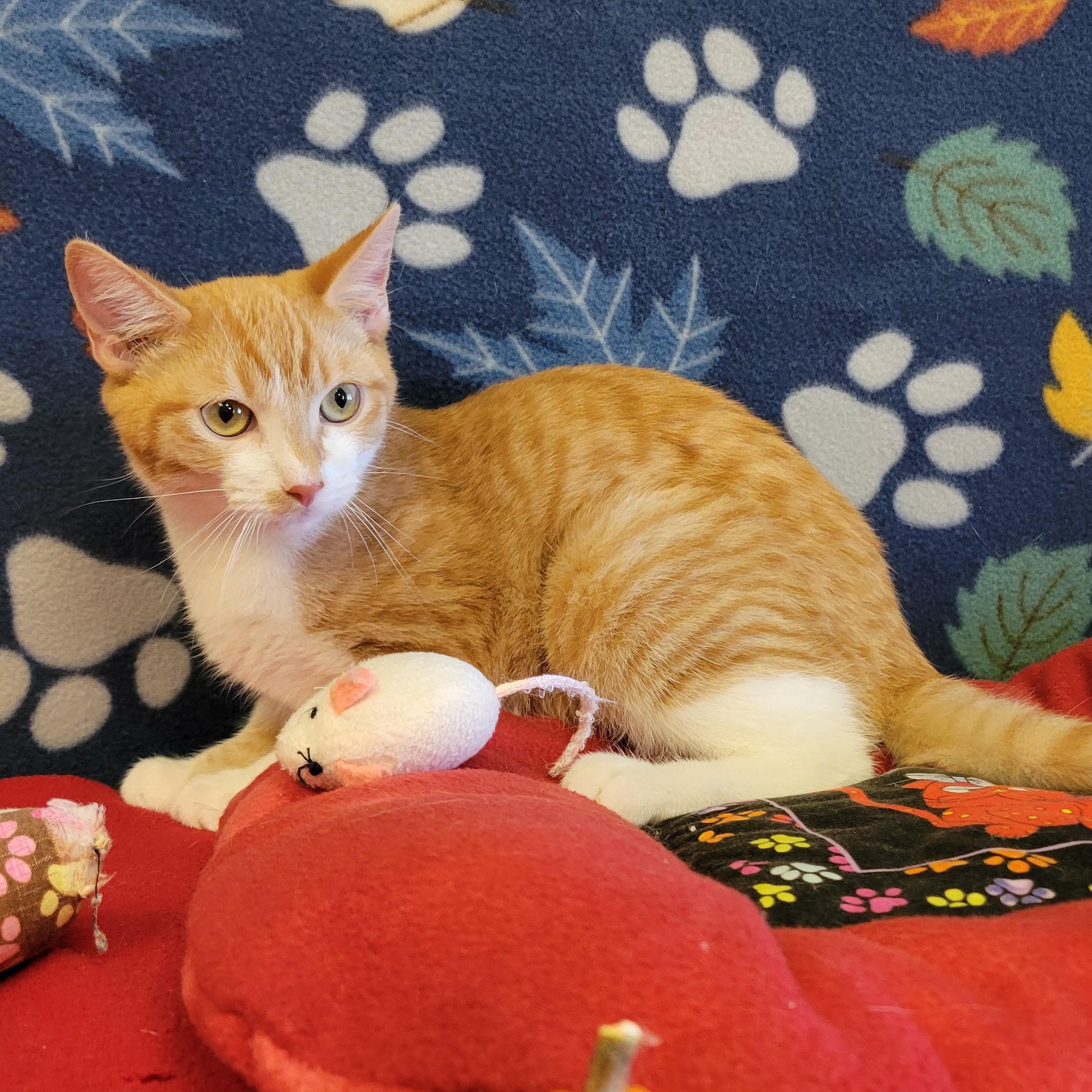 Enlarge Fuego, a Adoptable mixed breed in ALPINE, TX image 6/6