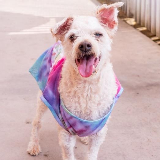 Enlarge August, a Adoptable Mixed Breed in Riverside, CA image 1/3