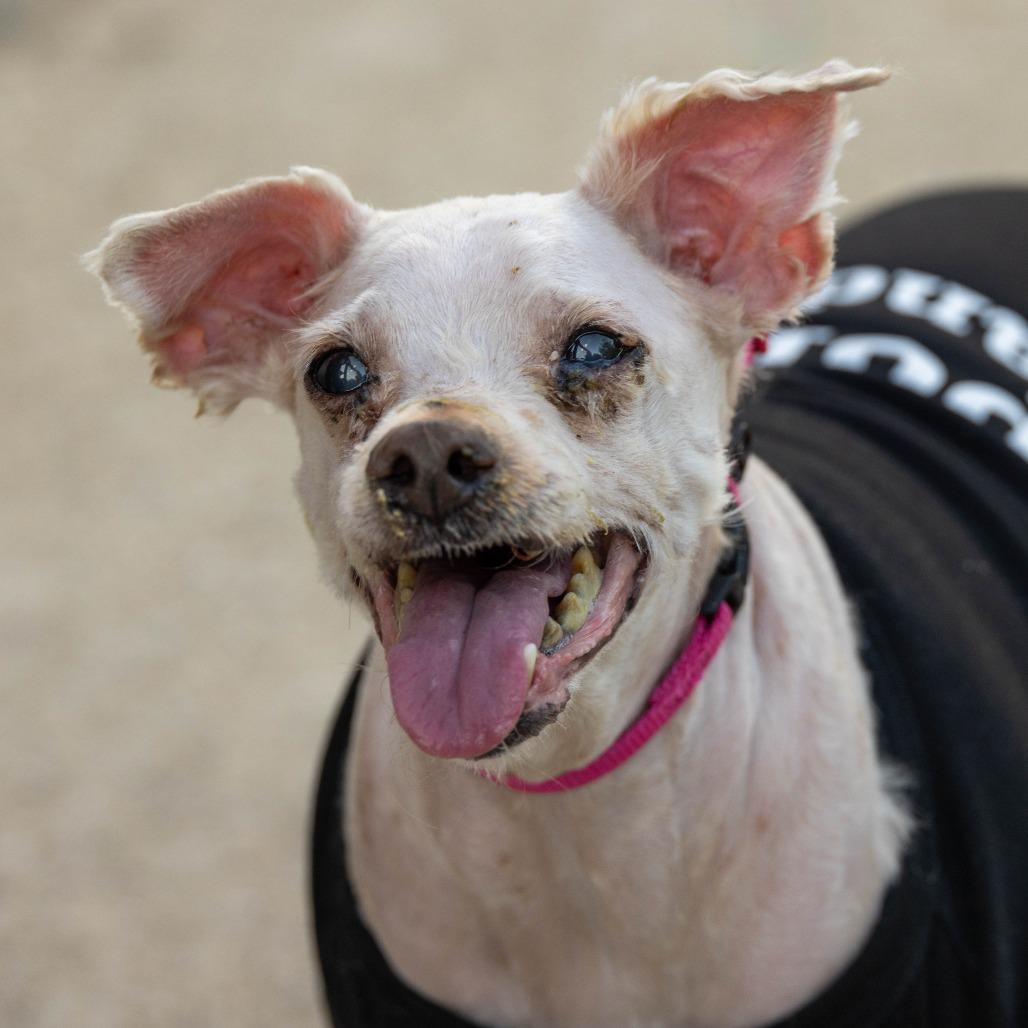 Enlarge August, a Adoptable Mixed Breed in Riverside, CA image 3/3
