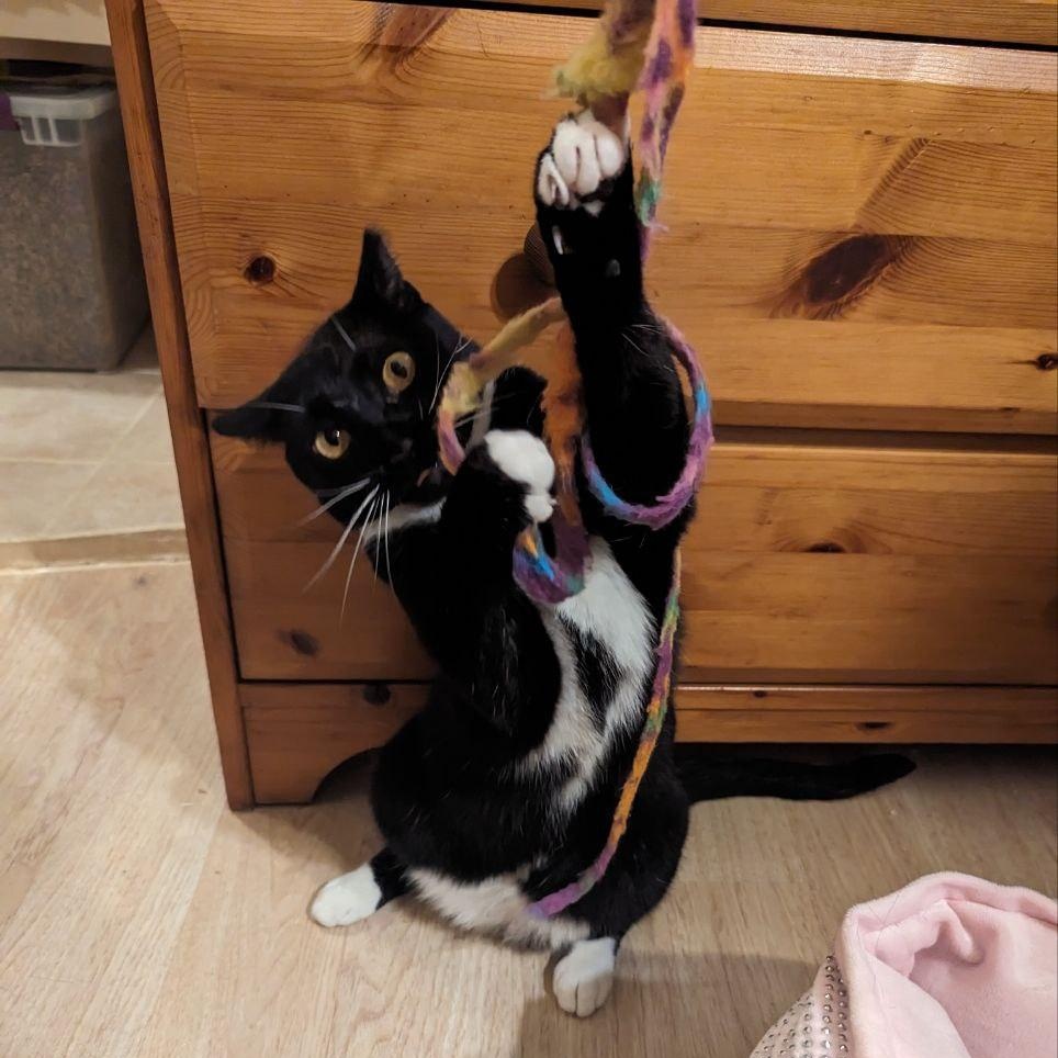 Enlarge Twilly (Twillight), a Adoptable Domestic Short Hair in Brooklyn, NY image 4/4