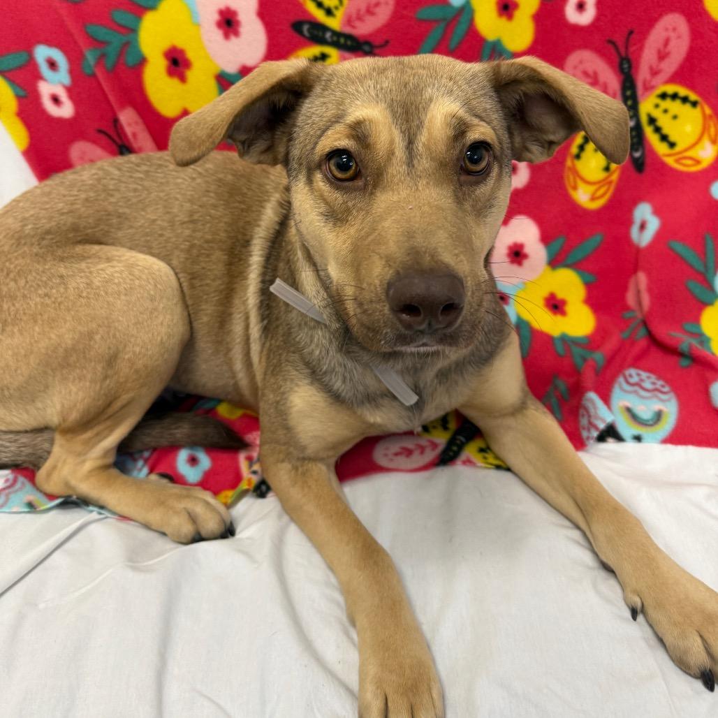 Olive, Adoptable, Young Female Mixed Breed.