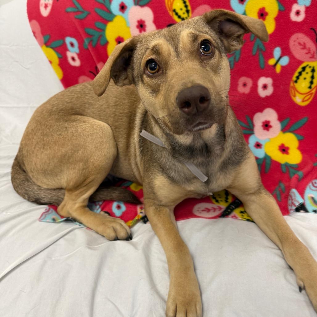 Enlarge Olive, a Adoptable Mixed Breed in Houston, TX image 2/3