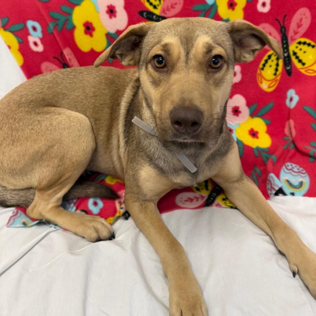 Enlarge Olive, a Adoptable Mixed Breed in Houston, TX image 3/3