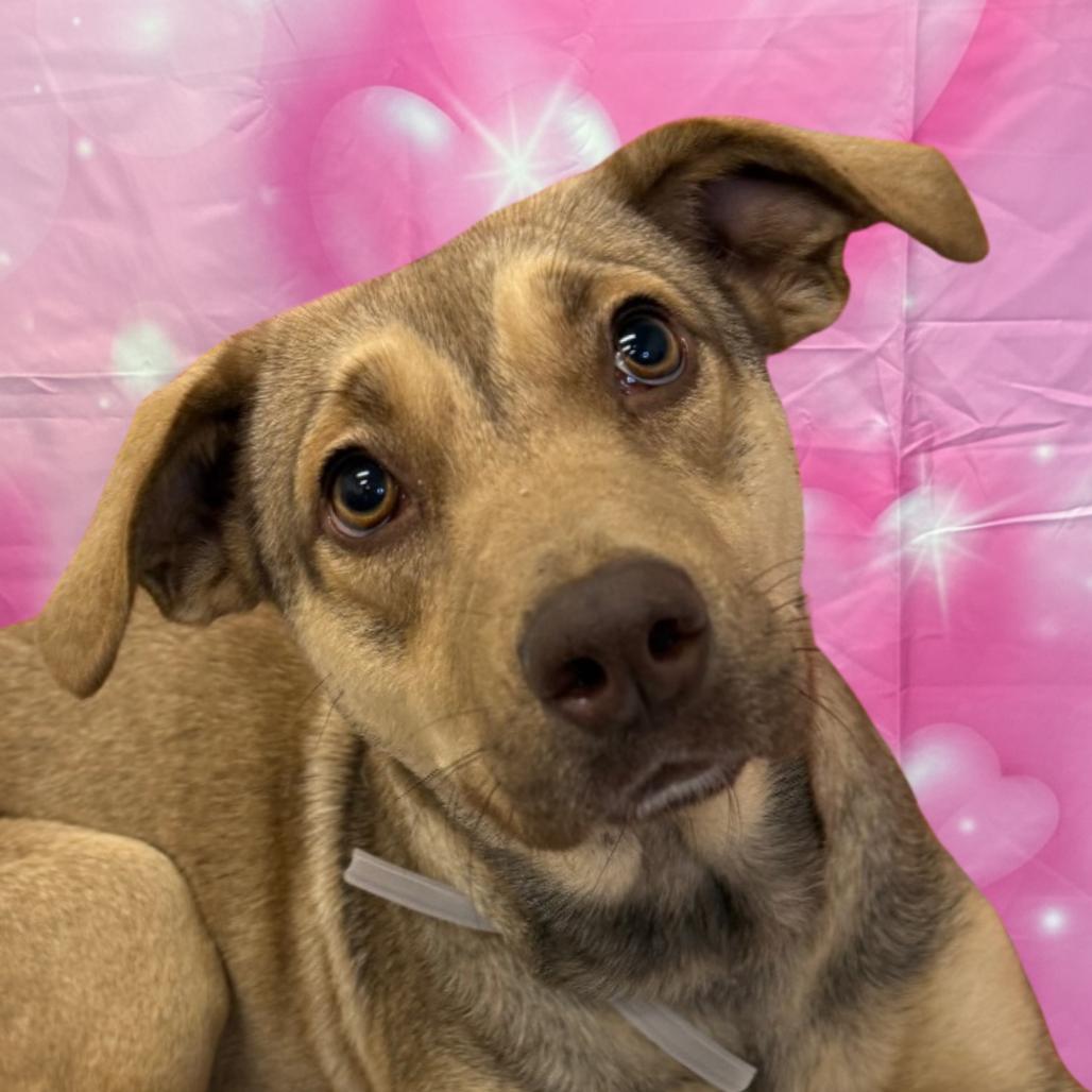 Enlarge Olive, a Adoptable Mixed Breed in Houston, TX image 4/4