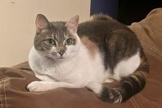 Enlarge Nova, a Adoptable mixed breed in Parkville, MD image 1/6