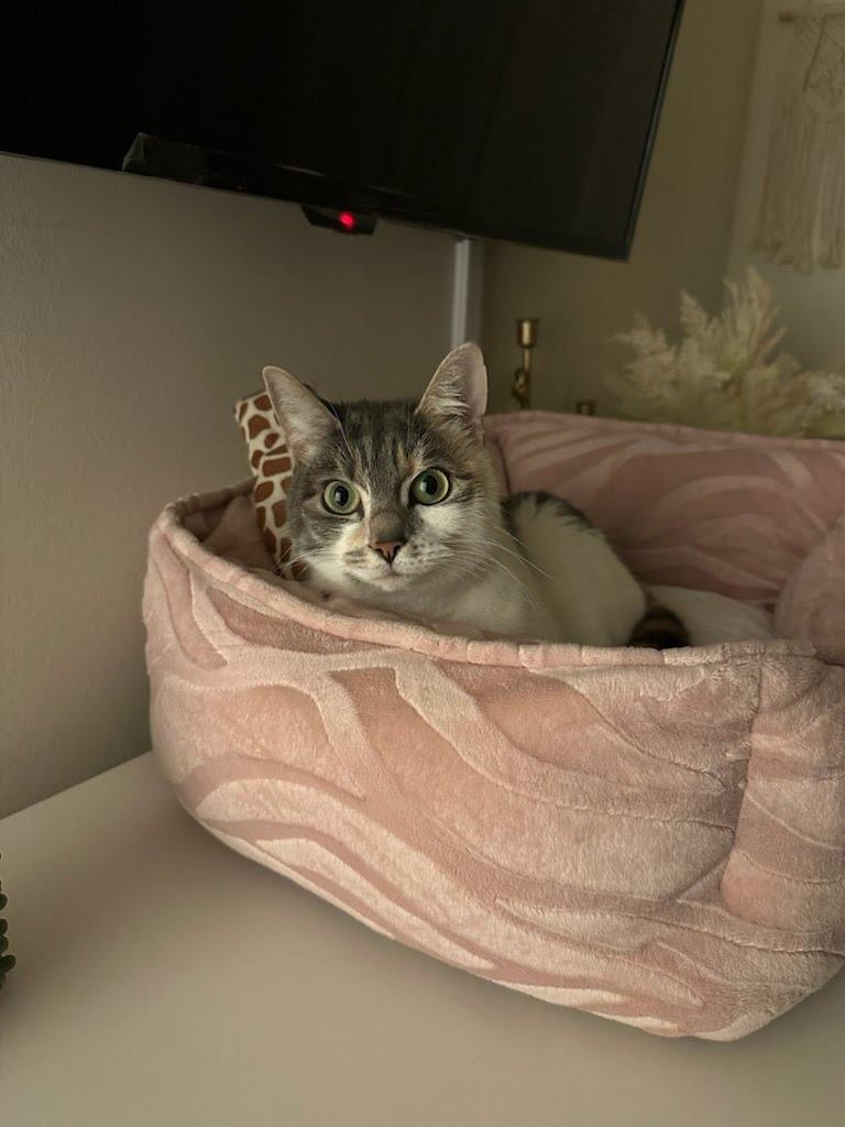 Nova, Adoptable, Adult Female Domestic Short Hair.