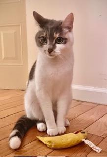 Enlarge Nova, a Adoptable mixed breed in Parkville, MD image 2/5