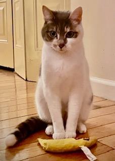 Enlarge Nova, a Adoptable mixed breed in Parkville, MD image 3/5