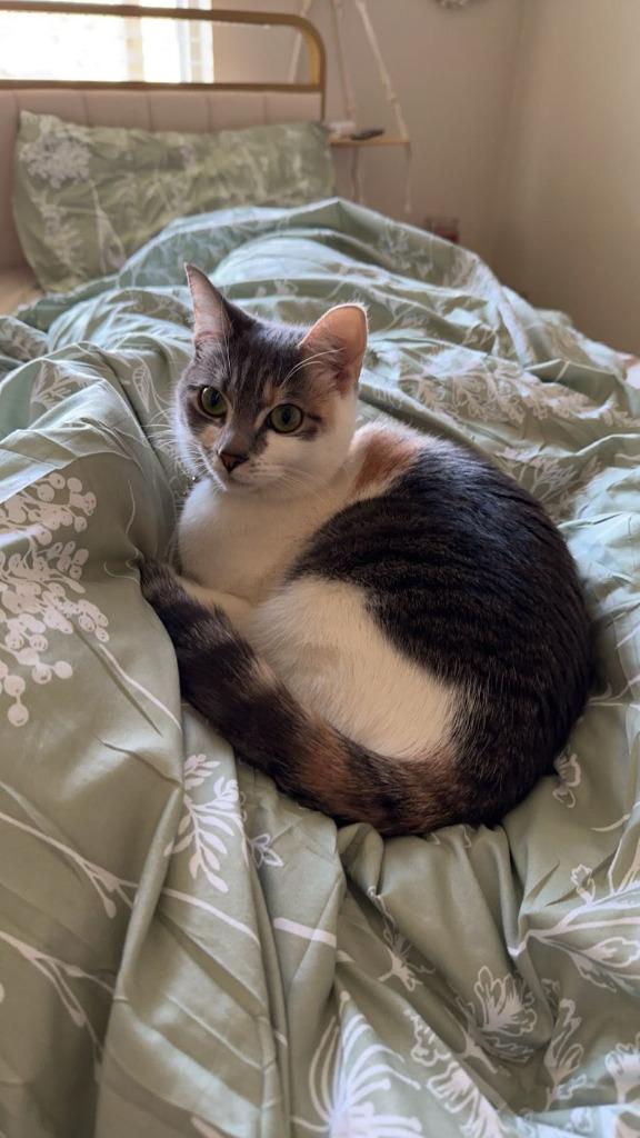 Enlarge Nova, a Adoptable mixed breed in Parkville, MD image 4/5