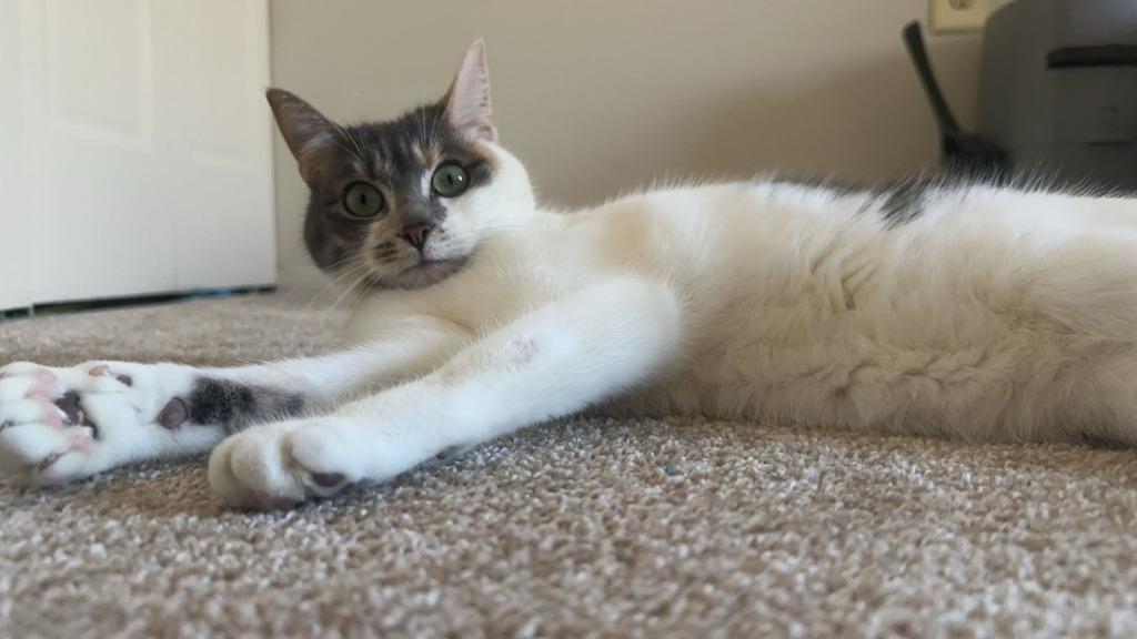 Enlarge Nova, a Adoptable mixed breed in Parkville, MD image 5/5