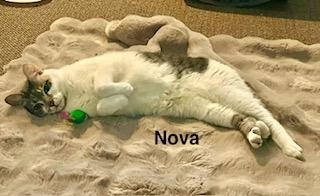Nova, a Adoptable mixed breed in Parkville, MD image 6/6