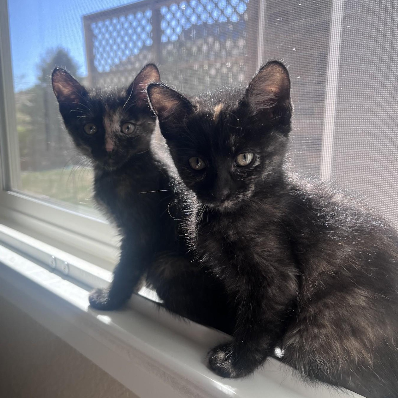 Enlarge Tillie Conrad , an adopted mixed breed in Denver, CO image 2/4