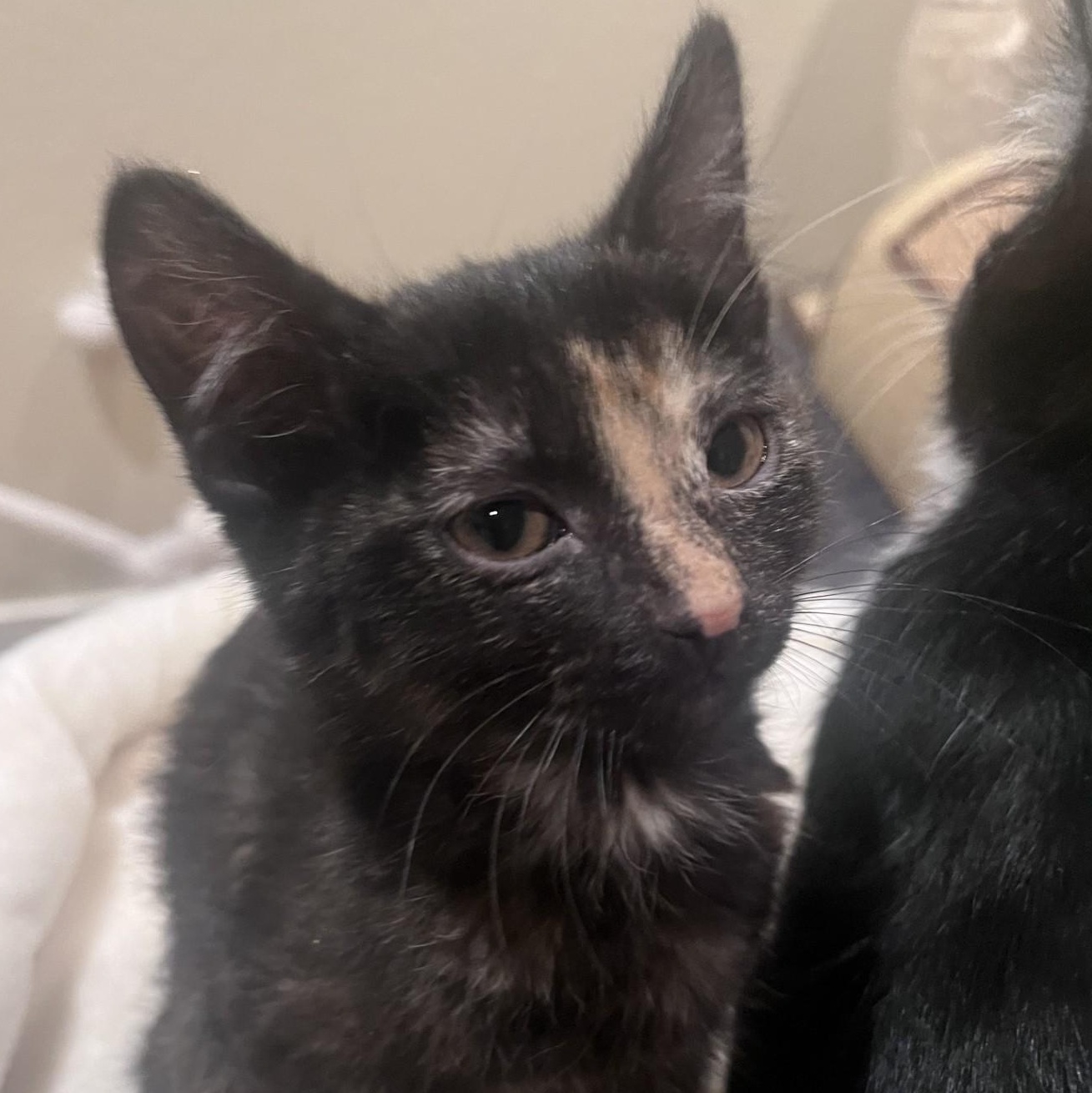 Enlarge Tillie Conrad , an adopted mixed breed in Denver, CO image 3/4