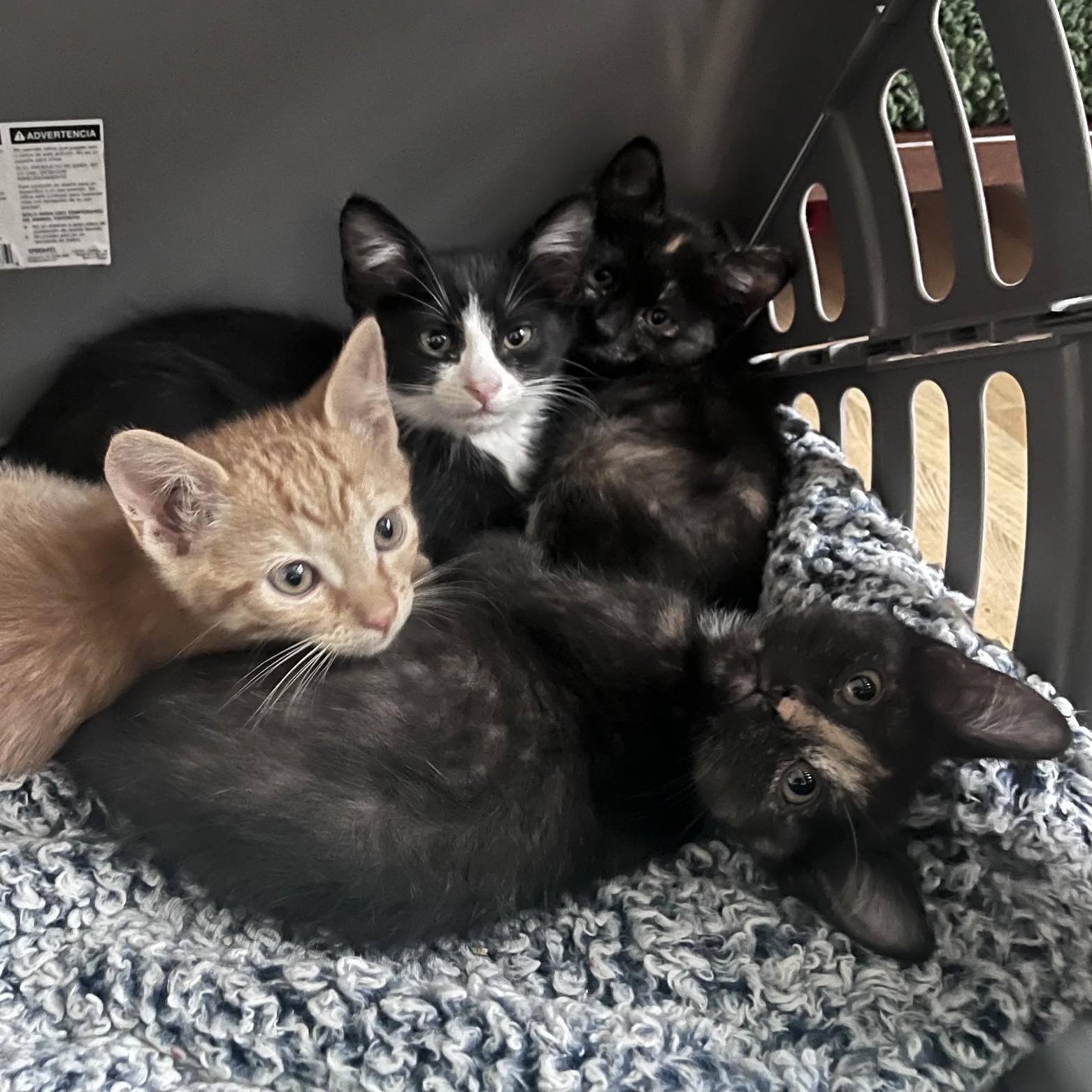 Enlarge Tillie Conrad , an adopted mixed breed in Denver, CO image 4/4