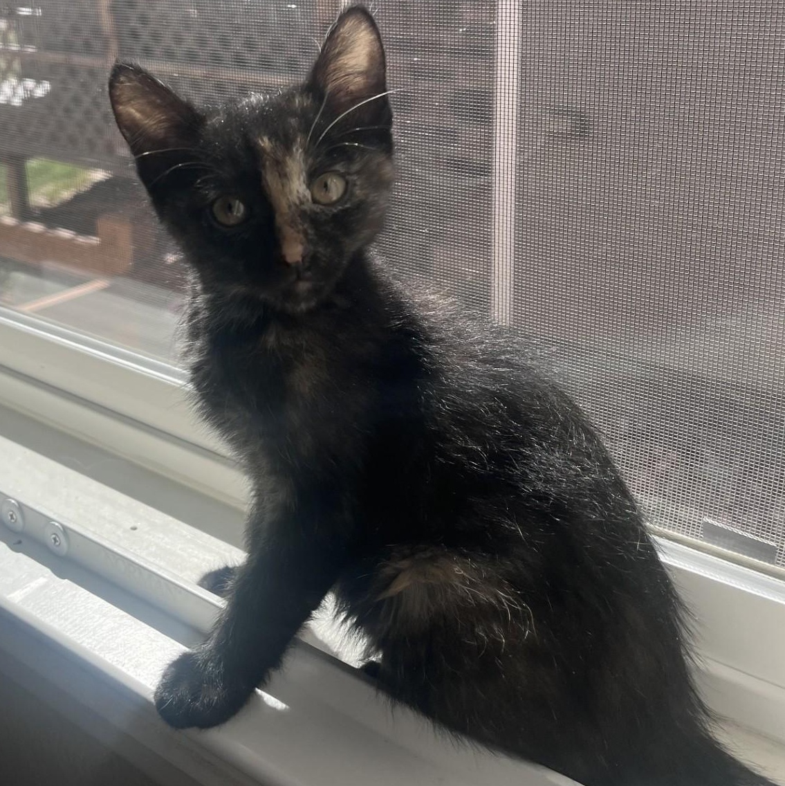 Tillie Conrad , adopted, Kitten Female Domestic Short Hair & Tortoiseshell.