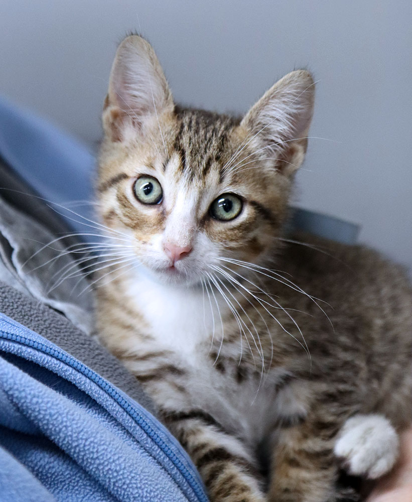 Cat for adoption Leo (AO32488), a Domestic Short Hair in Kansas City