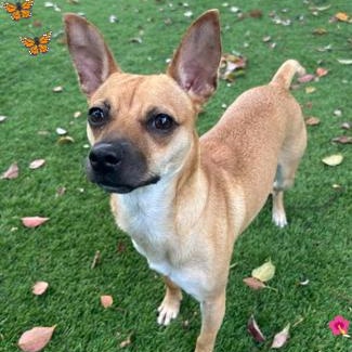 Snickers, Adoptable, Young Female Miniature Pinscher & Chihuahua.