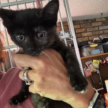 Tajin and Cajita, an adopted Domestic Short Hair in Hutchinson, MN image 2/2