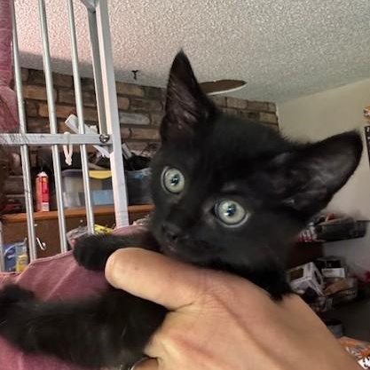 Tajin and Cajita, adopted, Kitten Male Domestic Short Hair.