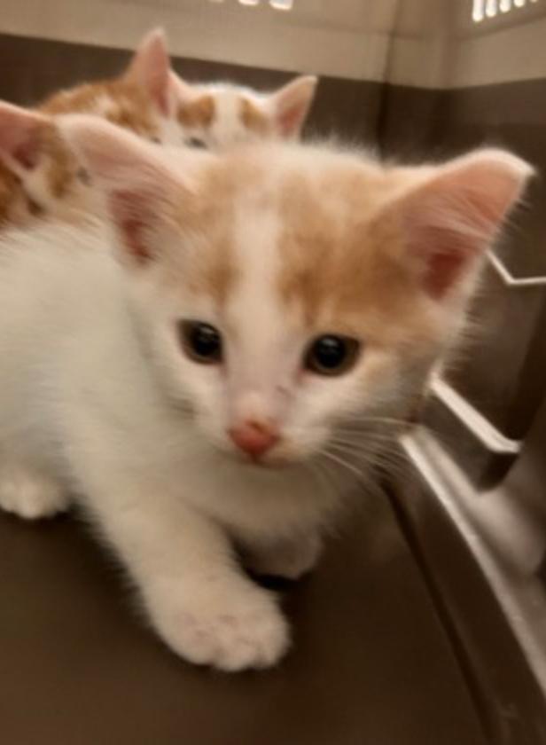 Apple Cider, Adoptable, Young Male Domestic Medium Hair.
