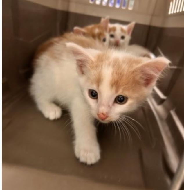 Apple Cider, a Adoptable mixed breed in Marshall, NC image 2/3