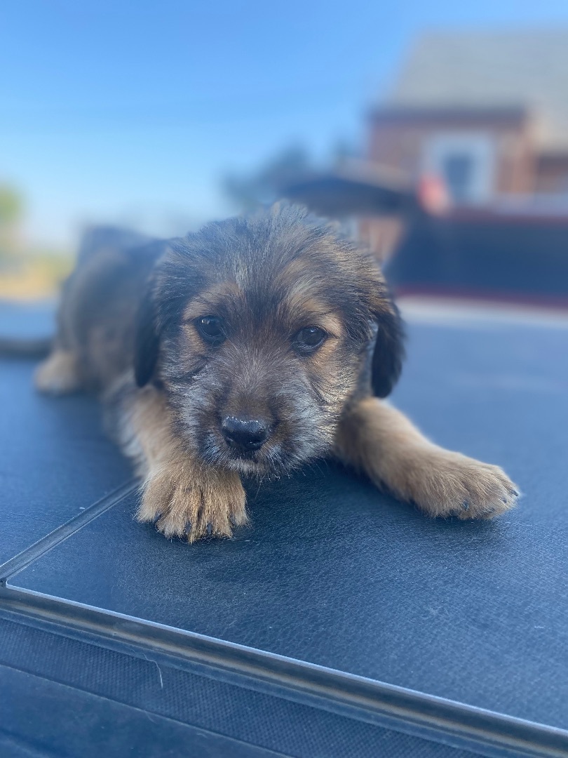 Tiana, Adopted, Puppy Female Mixed Breed.