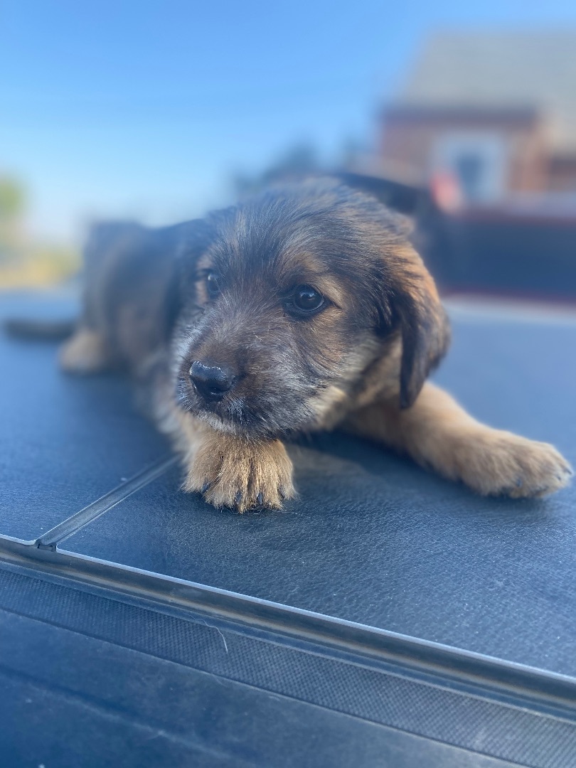 Enlarge Tiana, a Adopted Mixed Breed in Havre, MT image 2/6