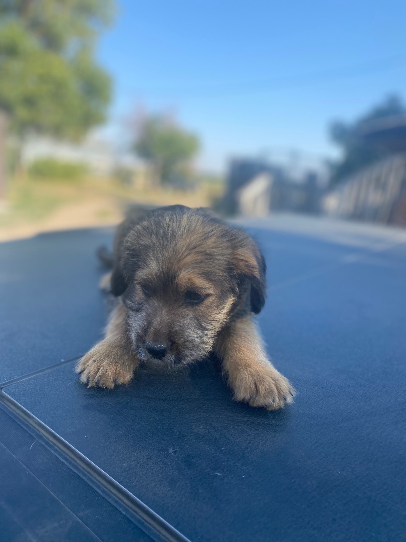 Tiana, Adopted, Puppy Female Mixed Breed.