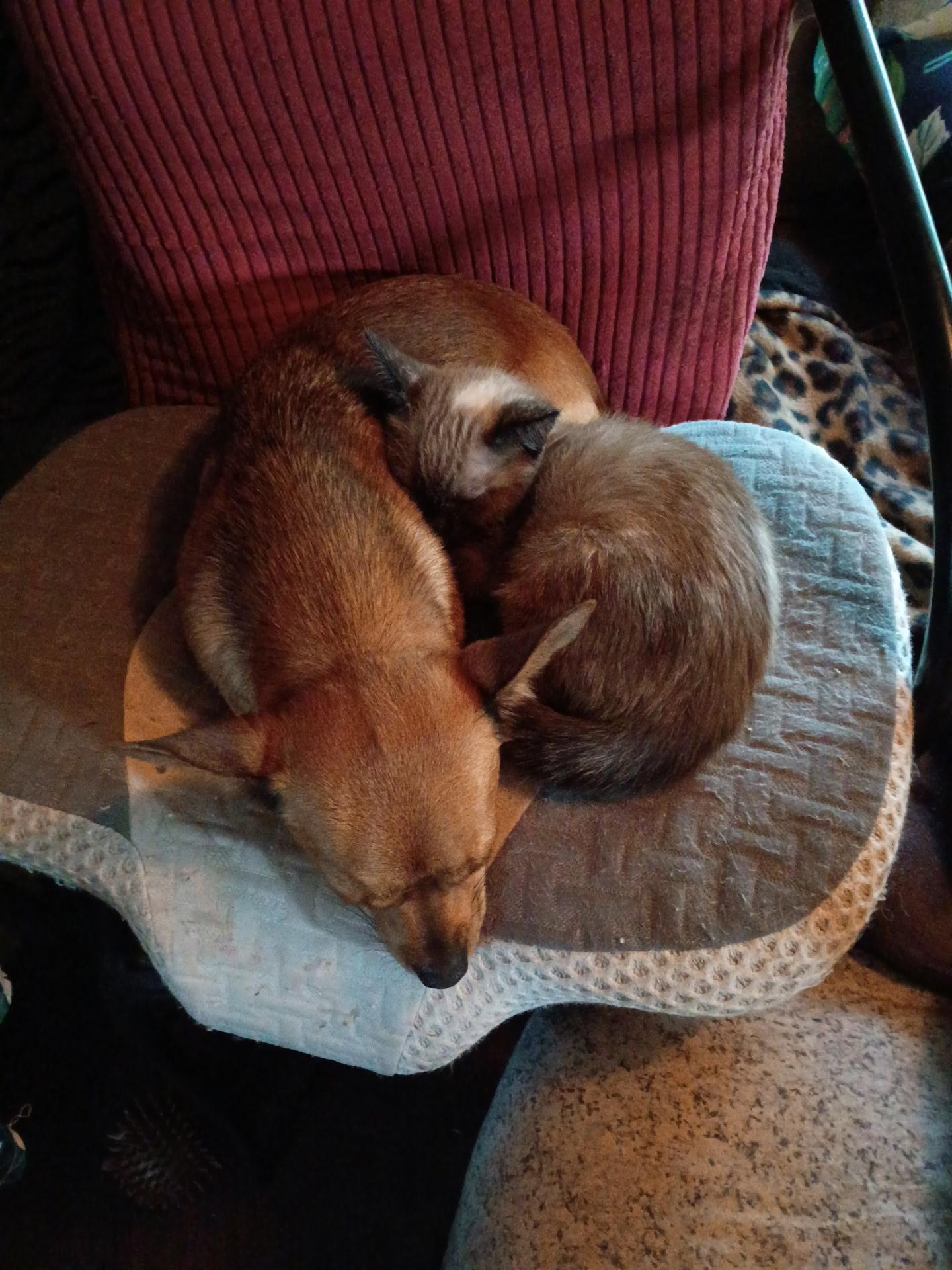 Enlarge Rusty *bonded pair* with Maddie, a ADOPTABLE Chihuahua in Littleton, CO image 2/2